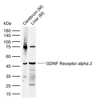 GDNF Receptor alpha 2 Rabbit Polyclonal Antibody