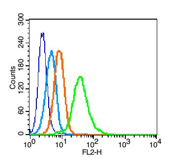 TRAF2 Rabbit Polyclonal Antibody