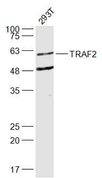 TRAF2 Rabbit Polyclonal Antibody