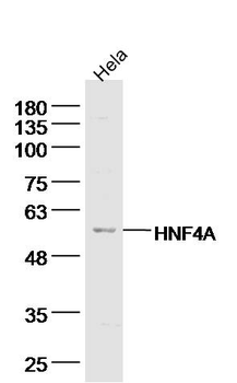 TRAF2 Rabbit Polyclonal Antibody