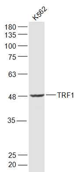 TRF1 Rabbit Polyclonal Antibody