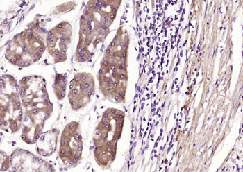 CRIPTO Rabbit Polyclonal Antibody