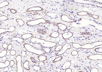 CRIPTO Rabbit Polyclonal Antibody