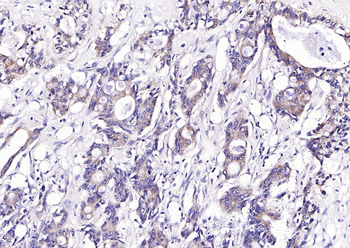 CRIPTO Rabbit Polyclonal Antibody