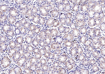 CRIPTO Rabbit Polyclonal Antibody