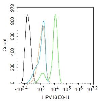 HPV16 E6 Rabbit Polyclonal Antibody
