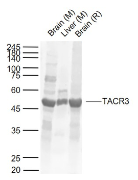 TACR3 Rabbit Polyclonal Antibody