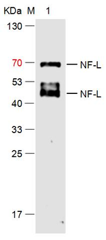 NF-L Mouse Monoclonal Antibody