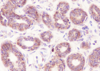 EIF2S1 Recombinant Rabbit Monoclonal Antibody