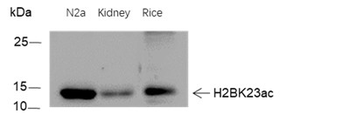 Histone H2B (Acetyl K23) Mouse Monoclonal Antibody