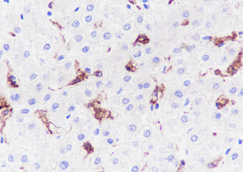 SIGLEC1 Recombinant Rabbit Monoclonal Antibody