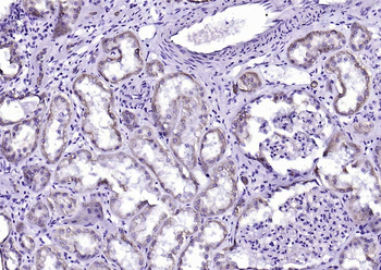 SMAD7 Mouse Monoclonal Antibody