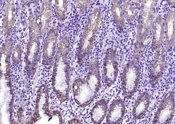 SMAD7 Mouse Monoclonal Antibody