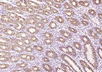 SMAD7 Mouse Monoclonal Antibody