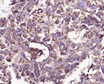 CD48 Rabbit Polyclonal Antibody