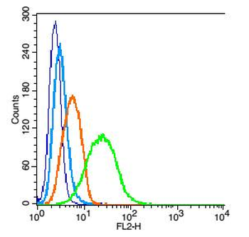 Tubulin-alpha Rabbit Polyclonal Antibody (Loading Control)