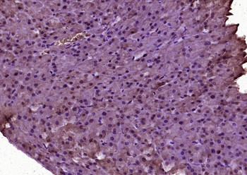 Ubiquitin Rabbit Polyclonal Antibody