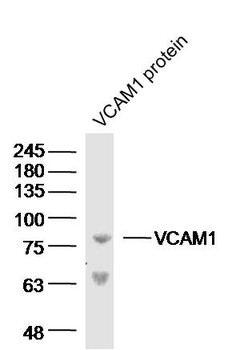 VCAM1 Rabbit Polyclonal Antibody