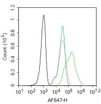 VEGF-C Rabbit Polyclonal Antibody