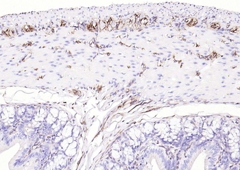 Vimentin Rabbit Polyclonal Antibody