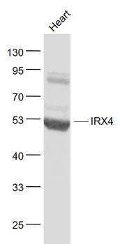 IRX4 Rabbit Polyclonal Antibody
