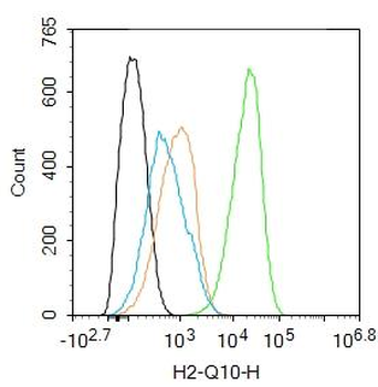 H2-Q10 Rabbit Polyclonal Antibody