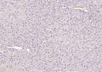 H2-Q10 Rabbit Polyclonal Antibody