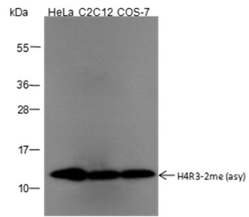 Asymmetric Di-Methyl-Histone H4 (Arg3) Mouse Monoclonal Antibody