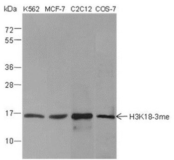 Tri-Methyl-Histone H3 (Lys18) Rabbit Polyclonal Antibody