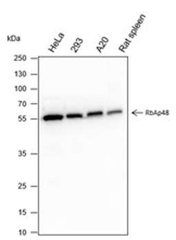 RBBP4 Recombinant Rabbit Monoclonal Antibody