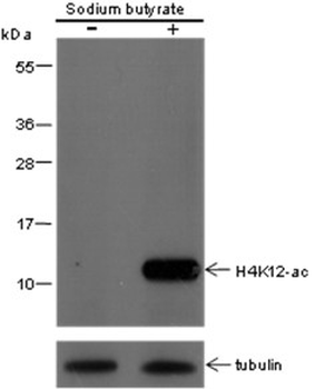 Acetyl-Histone H4 (Lys12) Mouse Monoclonal Antibody