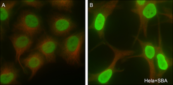 Acetyl-Histone H4 (Lys12) Mouse Monoclonal Antibody