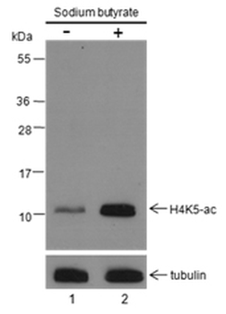 Acetyl-Histone H4 (Lys5) Rabbit Polyclonal Antibody