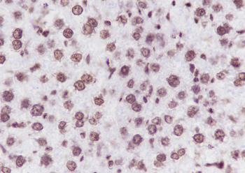 Di-Methyl-Histone H3 (Lys79) Recombinant Mouse Monoclonal Antibody