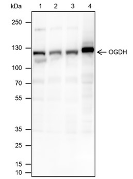 OGDH Recombinant Mouse Monoclonal Antibody