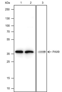 PAX9 Recombinant Rabbit Monoclonal Antibody