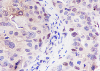 PAX9 Recombinant Rabbit Monoclonal Antibody