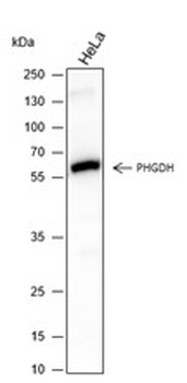 PHGDH Recombinant Mouse Monoclonal Antibody