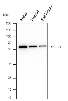 GPI Recombinant Mouse Monoclonal Antibody