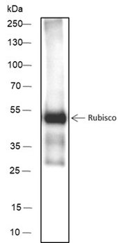 Rubisco Recombinant Mouse Monoclonal Antibody