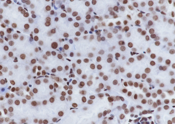 Acetyl-Histone H4 (Lys8) Mouse Monoclonal Antibody