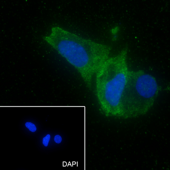 PTGER2 Recombinant Rabbit Monoclonal Antibody
