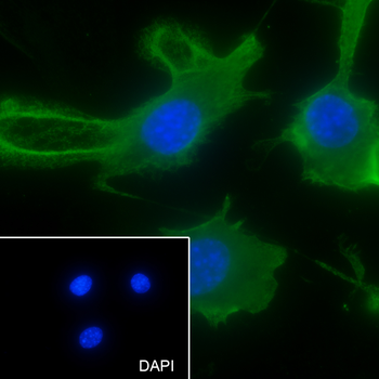 PTGER2 Recombinant Rabbit Monoclonal Antibody