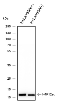 Acetyl-Histone H4 (Lys12) Mouse Monoclonal Antibody
