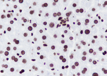 Acetyl-Histone H4 (Lys12) Mouse Monoclonal Antibody