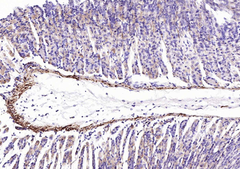 Pan Actin Recombinant Rabbit Monoclonal Antibody