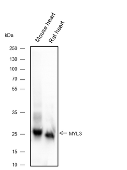 MYL3 Recombinant Mouse Monoclonal Antibody