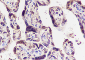 Eef1g Recombinant Rabbit Monoclonal Antibody
