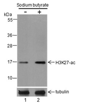 Acetyl-Histone H3 (Lys27) Rabbit Polyclonal Antibody