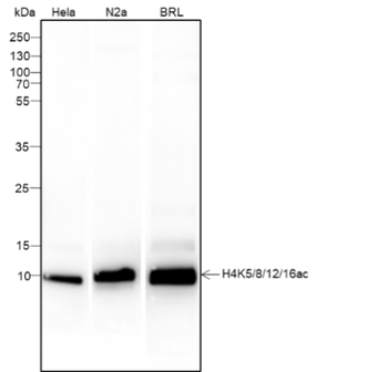 Acetyl-Histone H4 (Lys5/8/12/16) Recombinant Mouse Monoclonal Antibody